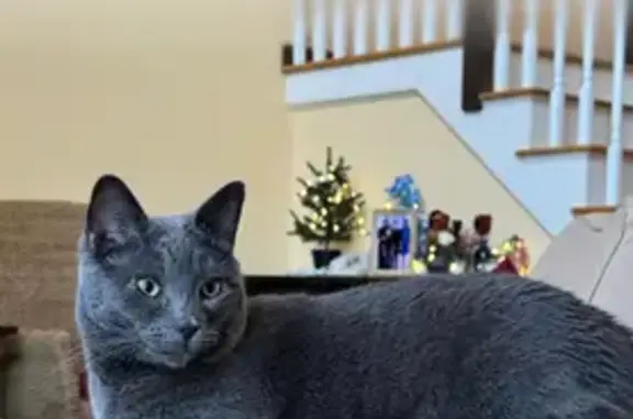 Lost Cat in Vernon: Grey Pine Crescent