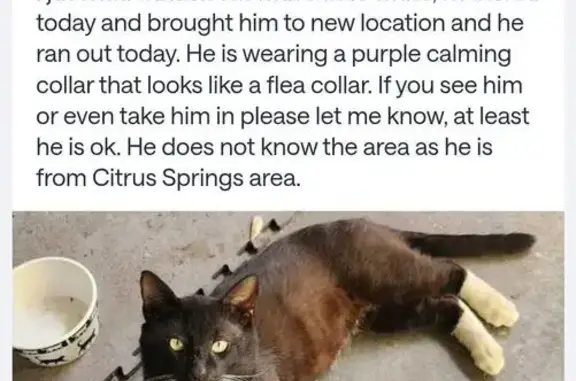 Lost Cat: Mostly Black, White Paws & Chin