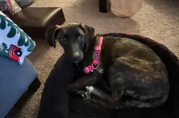 Missing dog Columbus, photo: Lost Brindle Dog: Black & Brown, Nervous