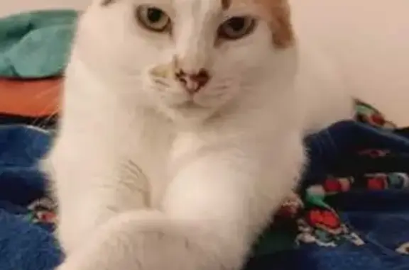 Gatos perdidos, , foto: Se Busca: Gata Blanca con Manchas Marrones en La Herradura