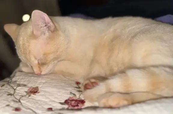 Missing cat Manassas, photo: Help Find Casper: White & Orange Cat Lost