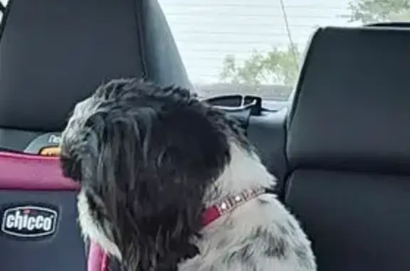 Lost Shih Tzu: Pink Collar, N. Nevada Ave