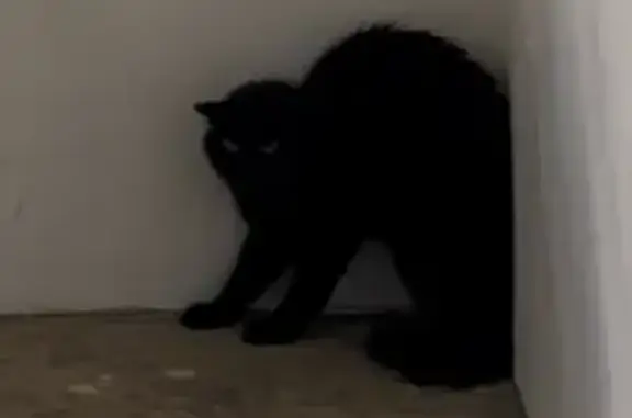 Found cat Singapore, photo: Found Black Cat: Tampines Ave 9 Carpark