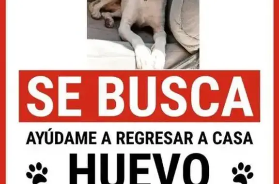 Chihuahua Blanco Perdido en CDMX: Collar Azul