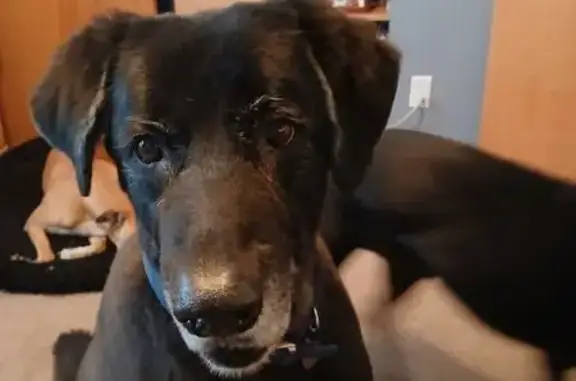 Lost: Big Black Lab Mix in Colorado Springs