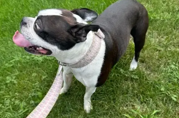 Found pets , photo: Found: Black & White Boston Terrier Mix