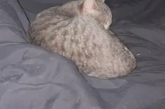 Lost Cat: Baby Kitty, Unique Head Shape