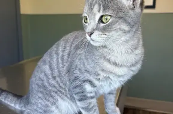 Lost Cat: Baby Kitty, Unique Head Shape