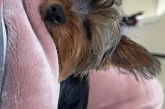 Missing dog Grove City, photo: Lost Dog: Brown & Tan in Grove City