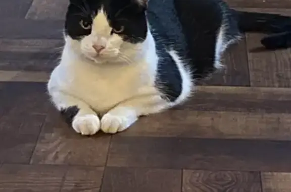 Lost Cat Cookie: Black & White, Dalton