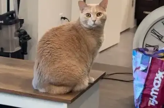 Lost Orange Tabby: Skittish, Microchipped