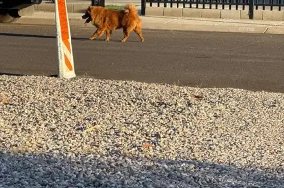Found pets Mesa, photo: Found: Red Chow Chow on East Arbor Ave