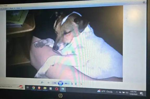 Lost Dog: White & Brown, Leyden Twp