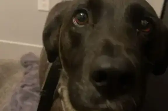 Lost Dog in Colorado Springs - Help!