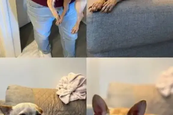 Found dog Los Angeles, photo: Friendly Blonde Chihuahua Found in LA