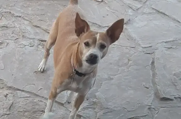 Missing dog North Las Vegas, photo: Lost Tan Dog with White Markings in NLV