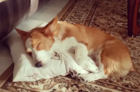 ¡Se Busca! Taco, Corgi Perdido en Santa Rosa
