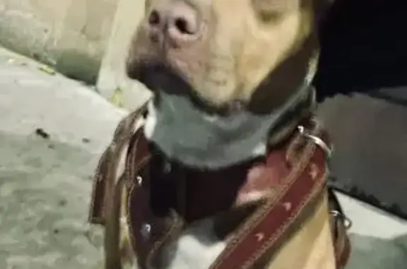 Perrita Noble y Asustada Busca Hogar Seguro