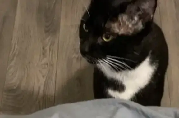 Lost pets Crest Hill, photo: Lost Cat: Unique Markings in Crest Hill
