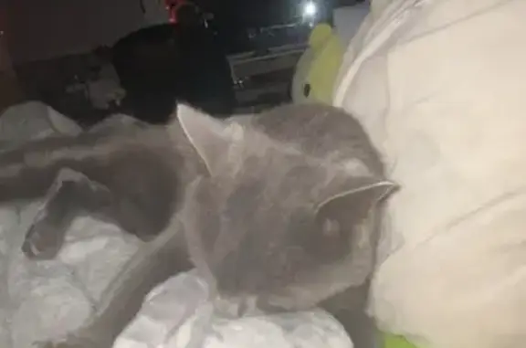 Lost Grey Cat: Skittish, Loves Wet Food