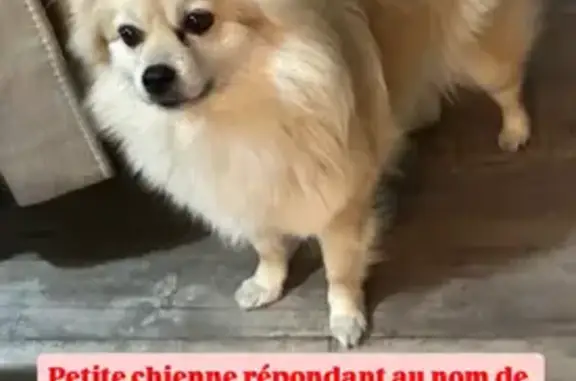 Chien Spitz crème Tika perdu à Épône - photo