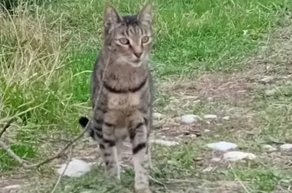 Chatte tigrée perdue, Nice, Bd Jardiniers - photo