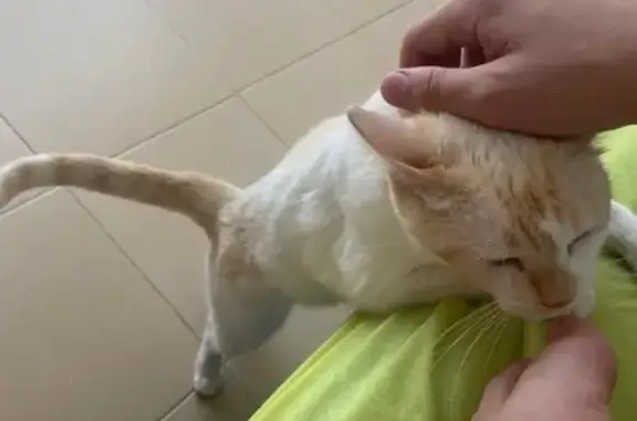 ¡Gato Perdido! Blanco y Marrón en Alhaurín
