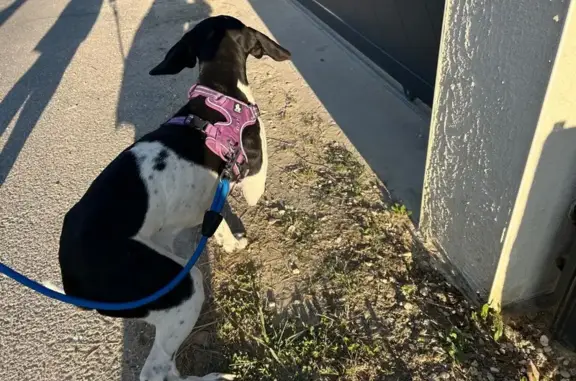 Animaux trouvés , photo: Chienne pointer trouvée près de Puisseguin