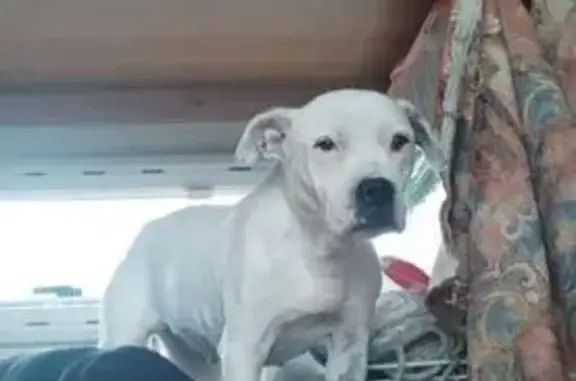 Perro Perdido en Sitges: Clor Blanca