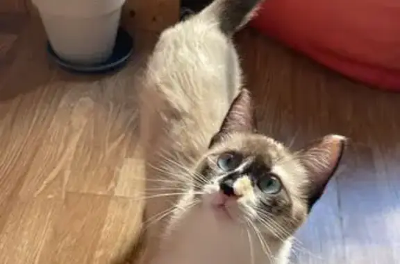 Gatos perdidos, , foto: ¡Ayuda! Gatita Chavela Perdida en Villaquilambre