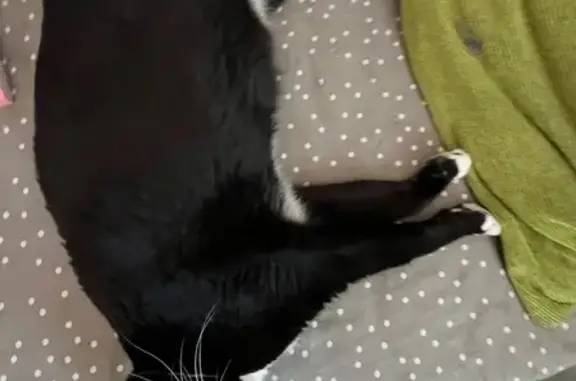 Gato Perdido en Fuengirola: Oreo, Blanco y Negro