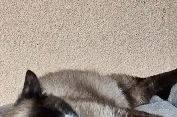 Animaux trouvés , photo: Chatte siamoise borgne trouvée à Seillons