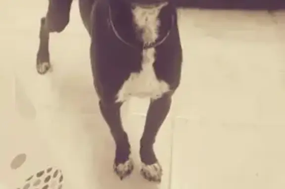 Perra Perdida: Negra con Pecho y Patas Blancas
