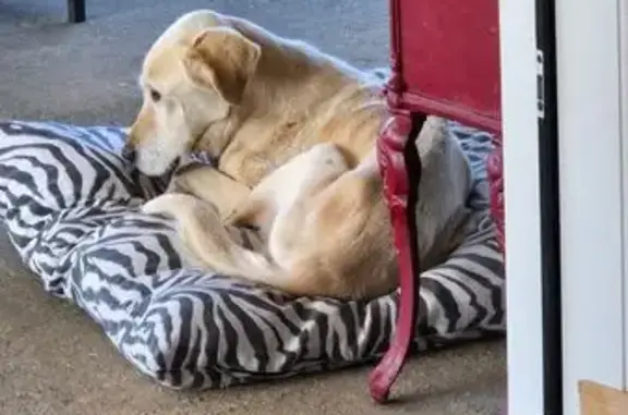 Chien trouvé Les Herbiers, photo: Labrador maigre trouvé Rue d'Ardelay