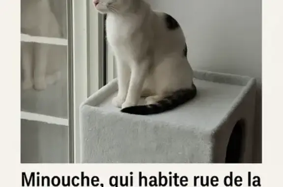 Chat perdu, Clermont-Ferrand, photo: Chat noir et blanc perdu à Clermont-Ferrand