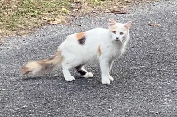 Chat blanc trouvé, taches noires, Nontron - photo