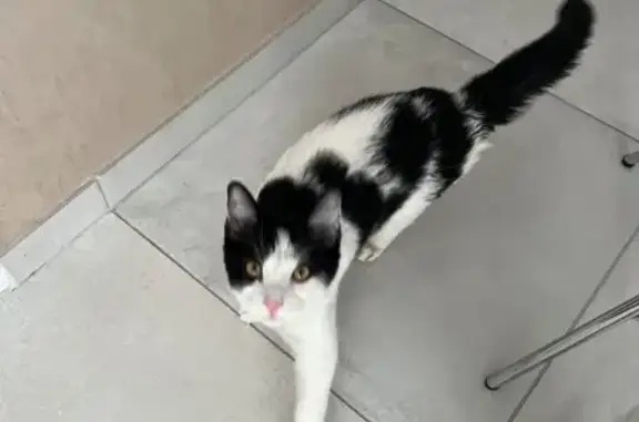 Chat perdu : Blanc et noir à La Destrousse - photo