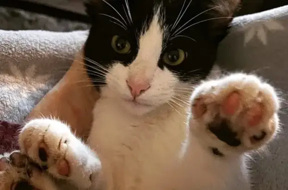 Petit chat noir et blanc perdu à Cherbourg - photo