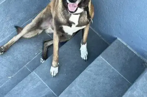 Animaux perdus Marseille, photo: Chien Malinois perdu, blanc, Marseille