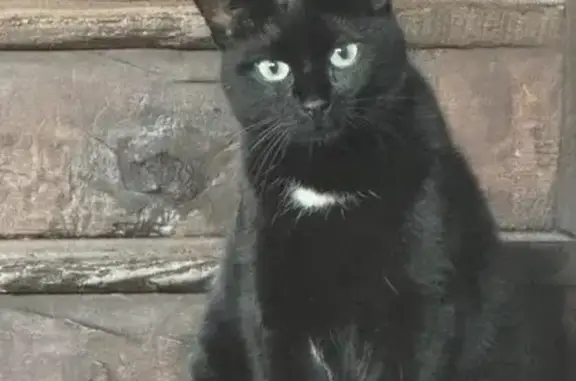 Chat noir perdu, tache blanche, sociable - photo
