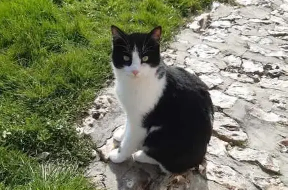 Chat perdu, , photo: Chat noir et blanc perdu à Saint-Victor