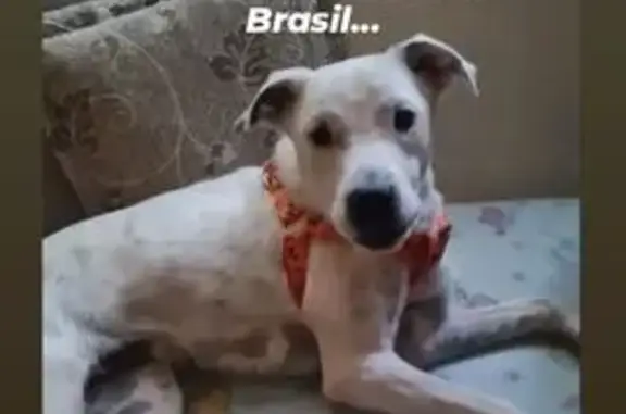 cachorro encontrada