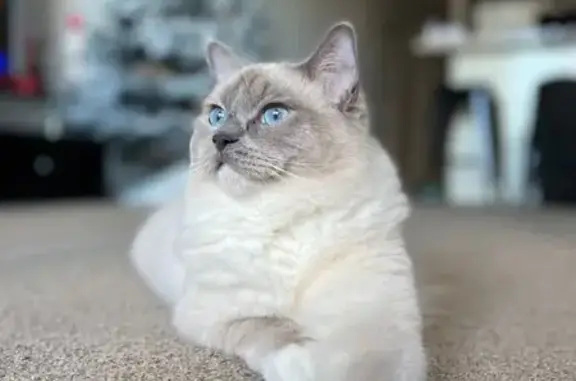 Lost Ragdoll Cat: Moon, Cream & Grey