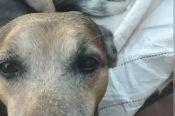 cachorro desaparecida