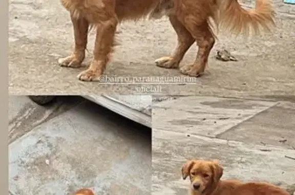 cachorro encontrada