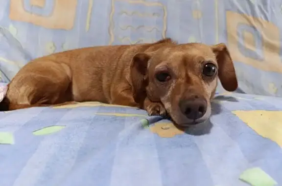 Perro Perdido: Cruza Salchicha Miel y Blanco