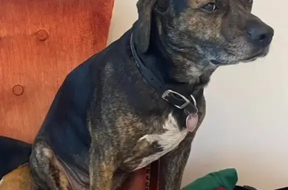 Lost Dog: 3-Legged, Friendly, White Chest