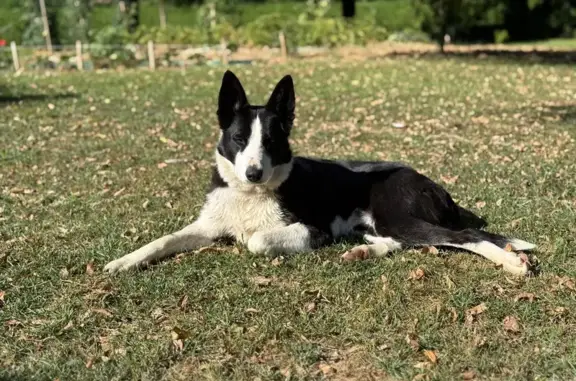 Chien perdu Polliat, photo : Chien perdu : Border Collie noir et blanc