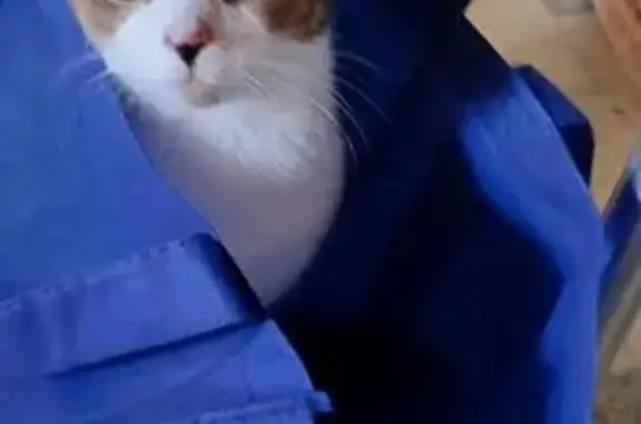 Lost Calico Cat on Main Drive, Vineland