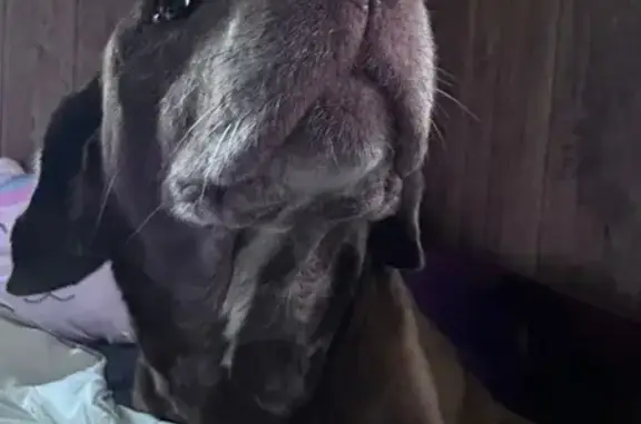 Missing dog Northfork, photo: Lost Chocolate Lab on Tavern Street